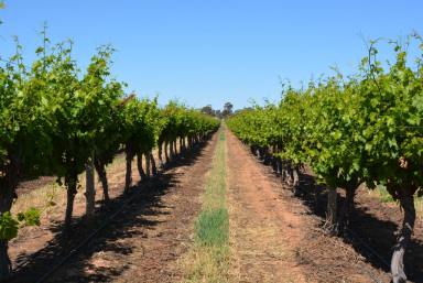Farm For Sale - VIC - Merbein - 3505 - Merbein - Renowned table grape district  (Image 2)