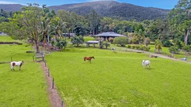 Farm Sold - QLD - Aloomba - 4871 - Fantastic Lifestyle Property - Acreage -Suit Horses  (Image 2)
