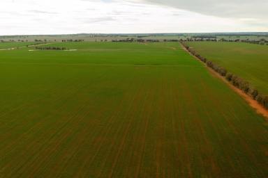 Farm Sold - NSW - Berry Jerry - 2701 - One of Coolamon's finest properties  (Image 2)