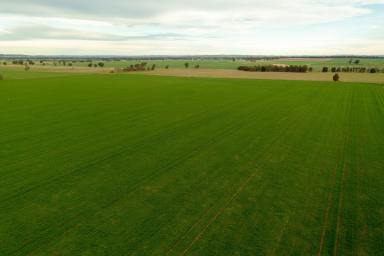 Farm Sold - NSW - Berry Jerry - 2701 - One of Coolamon's finest properties  (Image 2)