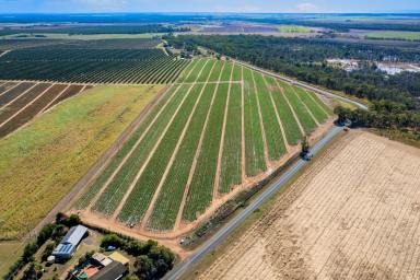 Farm Sold - QLD - Gooburrum - 4670 - RED SOIL FARM BUNDABERG  (Image 2)