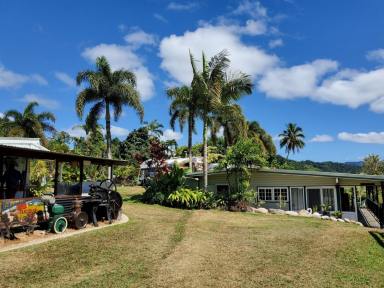 Farm For Sale - QLD - Daintree - 4873 - Daintree Riverview Lodges & Van Park - Selling Freehold  (Image 2)