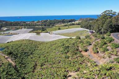 Farm Sold - NSW - Korora - 2450 - FOUR BEDROOM FAMILY HOME, 10 ACRES, OCEAN VIEWS  (Image 2)