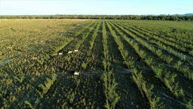 Farm Expressions of Interest - QLD - Rockhampton - 4700 - Large Scale Central Queensland Beef Cattle and Irrigated Fodder Portfolio  (Image 2)