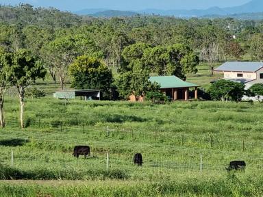 Farm Sold - QLD - Kabra - 4702 - NOW REDUCED - 46 Glorious Acres at Kabra, Two Fantastic Homes, Brilliant Bore & Much More!!!!!  (Image 2)