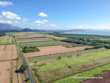 Farm Sold - QLD - Killaloe - 4877 - VERSATILE 89Ha - 2 TITLES OF LAND UNDER CROP  (Image 2)