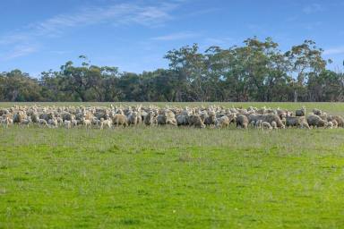 Farm Sold - VIC - Balmoral - 3407 - PRODUCTION FOCUS – ENVIABLE WATER SECURITY - HISTORIC HOLDING – EXTENSIVELY DEVELOPED  (Image 2)
