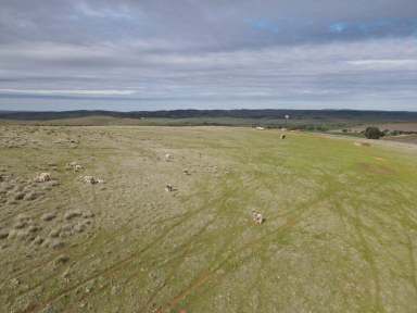 Farm Sold - SA - Gulnare - 5471 - Productive Hills Grazing  (Image 2)