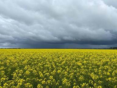 Farm Sold - VIC - Lake Bolac - 3351 - Unparalleled Institutional Cropping Portfolio  (Image 2)