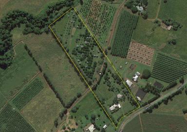 Farm Sold - QLD - Camp Creek - 4871 - Lifestyle Change - Assorted Fruit Trees  (Image 2)