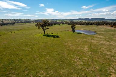 Farm Sold - NSW - Cootamundra - 2590 - Do Not Miss This Opportunity  (Image 2)