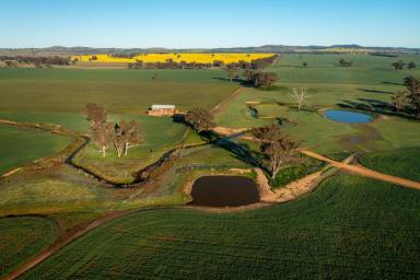 Farm Sold - NSW - Cootamundra - 2590 - One Of Cootamundra's Finest Properties  (Image 2)