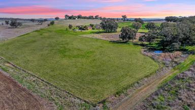 Farm Sold - NSW - Quirindi - 2343 - SPACIOUS LIFESTYLE PROPERTY IN IDEAL LOCATION  (Image 2)