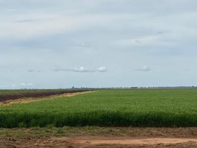 Farm Sold - NSW - Coleambally - 2707 - Productive Entry Level Rural Land  (Image 2)