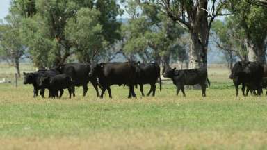 Farm Sold - NSW - Carroll - 2340 - "PHOENIX PARK" Gunnembene Ln Carrol,  North West NSW 2340  (Image 2)