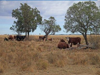 Farm Sold - NSW - Coonamble - 2829 - Fertile Open Plains ~ Superb Mixed Farming Country  (Image 2)