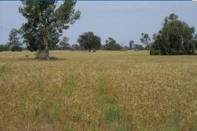 Farm Sold - NSW - Coonamble - 2829 - Level Fertile Farming Country ~ Building entitlement  (Image 2)