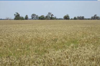Farm Sold - NSW - Coonamble - 2829 - Level Fertile Farming Country ~ Building entitlement  (Image 2)