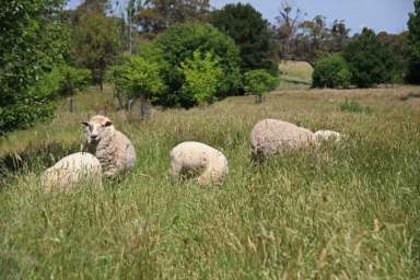 Farm Sold - NSW - Orange - 2800 - Great Location ~ Only 15 mins to City of Orange  (Image 2)