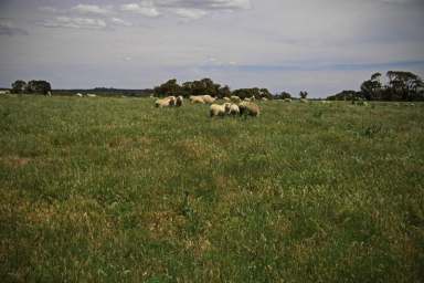 Farm Sold - NSW - Orange - 2800 - Great Location ~ Only 15 mins to City of Orange  (Image 2)