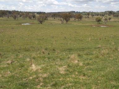 Farm Sold - NSW - Black Mountain - 2365 - Fertile Red & Black basalt soils - Sought after location  (Image 2)
