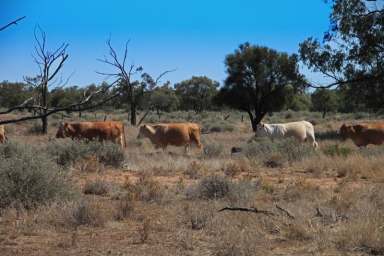 Farm Sold - NSW - Brewarrina - 2839 - Excellent water with 4 km Culgoa river with Grogans Hole and ground tanks  (Image 2)