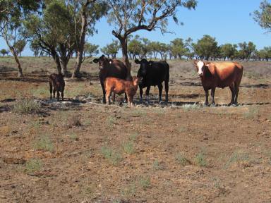 Farm Sold - NSW - Brewarrina - 2839 - A good opportunity to purchase a premium livestock breeding and fattening property  (Image 2)