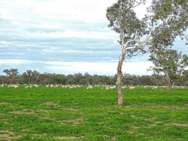 Farm Sold - NSW - Brewarrina - 2839 - Large Scale Quaility Breeding & Fattening Country  (Image 2)