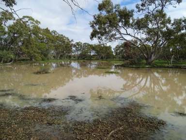 Farm Sold - NSW - Brewarrina - 2839 - Large Scale Quaility Breeding & Fattening Country  (Image 2)