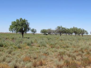 Farm Sold - NSW - Brewarrina - 2839 - Excellent breeding and fattening & wool growing country  (Image 2)