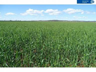 Farm Sold - NSW - Condobolin - 2877 - Large Scale Mixed Farming with Upside  (Image 2)