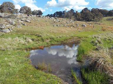 Farm Sold - NSW - Guyra - 2365 - Excellent Mixed Grazing Property  (Image 2)