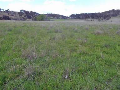 Farm Sold - NSW - Guyra - 2365 - Excellent Mixed Grazing Property  (Image 2)