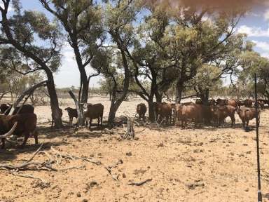 Farm Sold - NSW - Bourke - 2840 - VALUE, LOW INPUT, BREEDING & FATTENING BLOCK  (Image 2)