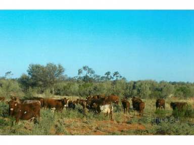 Farm Sold - NSW - Bourke - 2840 - Stop Paying Agistment  (Image 2)