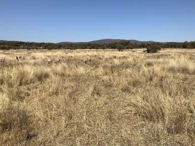 Farm Sold - NSW - Tomingley - 2869 - 80% Arable  (Image 2)