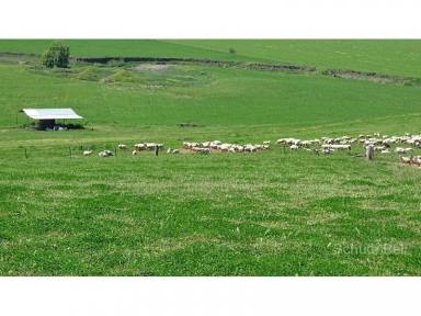 Farm Sold - NSW - Bathurst - 2795 - Prime Location, Improvements and Pastures  (Image 2)
