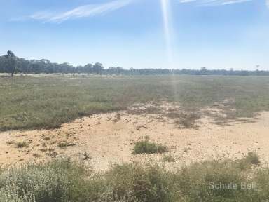 Farm Sold - NSW - Albert - 2873 - Good natural grasses & herbage  (Image 2)