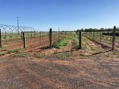 Farm Sold - NSW - Bourke - 2840 - Time for a new adventure?  (Image 2)