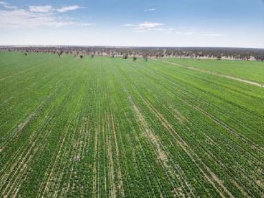 Farm Sold - NSW - Brewarrina - 2839 - Large holding with Barwon River Frontage  (Image 2)