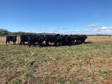 Farm Sold - NSW - Narromine - 2821 - Excellent starter block with income  (Image 2)
