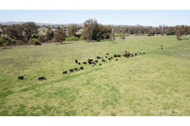 Farm Sold - NSW - Wellington - 2820 - Piece of paradise on the Macquarie River  (Image 2)