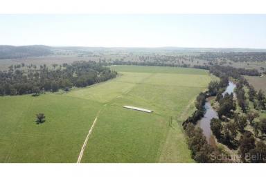 Farm Sold - NSW - Wellington - 2820 - Piece of paradise on the Macquarie River  (Image 2)