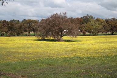 Farm Sold - WA - Narrogin - 6312 - Secret Rural Hideaway (Price Drop)!!!  (Image 2)