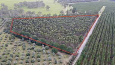 Farm Sold - SA - Coonawarra - 5263 - What a great project! Lot 80, 81 Old Comaum Road, Coonawarra  (Image 2)