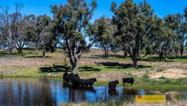 Farm Sold - NSW - Mudgee - 2850 - 'RIDGEWAYS' 100 Picturesque Acres, Renovated Cottage, 10 Minutes To Mudgee  (Image 2)