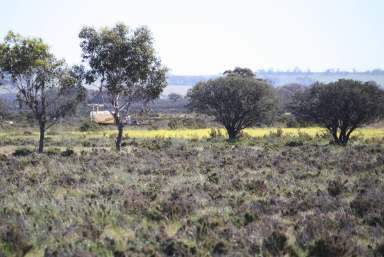 Farm Sold - WA - Dumbleyung - 6350 - Regeneration or Recreation (Your Choice)  (Image 2)