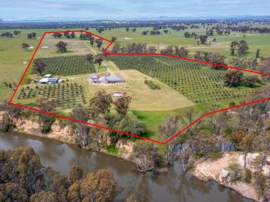 Farm Sold - VIC - Carlyle - 3685 - Rarely available Magnificent Murray River property  (Image 2)