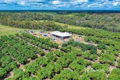 Farm For Sale - QLD - South Kolan - 4670 - THRIVING MANGO FARM ONLY 25 MINS TO BUNDABERG  (Image 2)