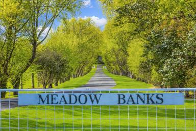 Farm Sold - VIC - Allansford - 3277 - MAGNIFICENT “MEADOW BANKS”  (Image 2)